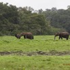 049 LOANGO Inyoungou Prairie Troupeau Elephants Loxodonta africana cyclotis 12E5K2IMG_79038wtmk.jpg